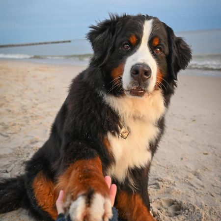 Dogs Welcome! Domek Na Zacisznej Pogorzelica  Eksteriør bilde