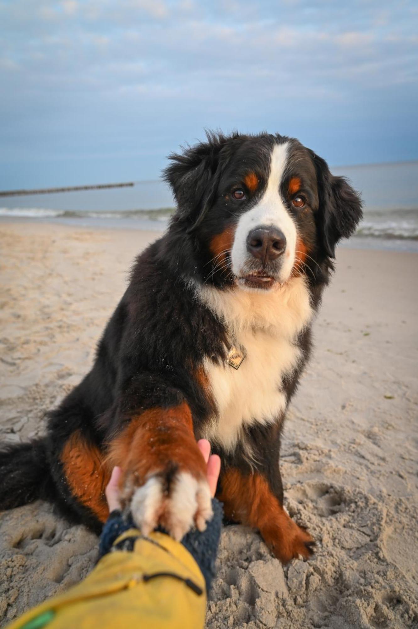 Dogs Welcome! Domek Na Zacisznej Pogorzelica  Eksteriør bilde