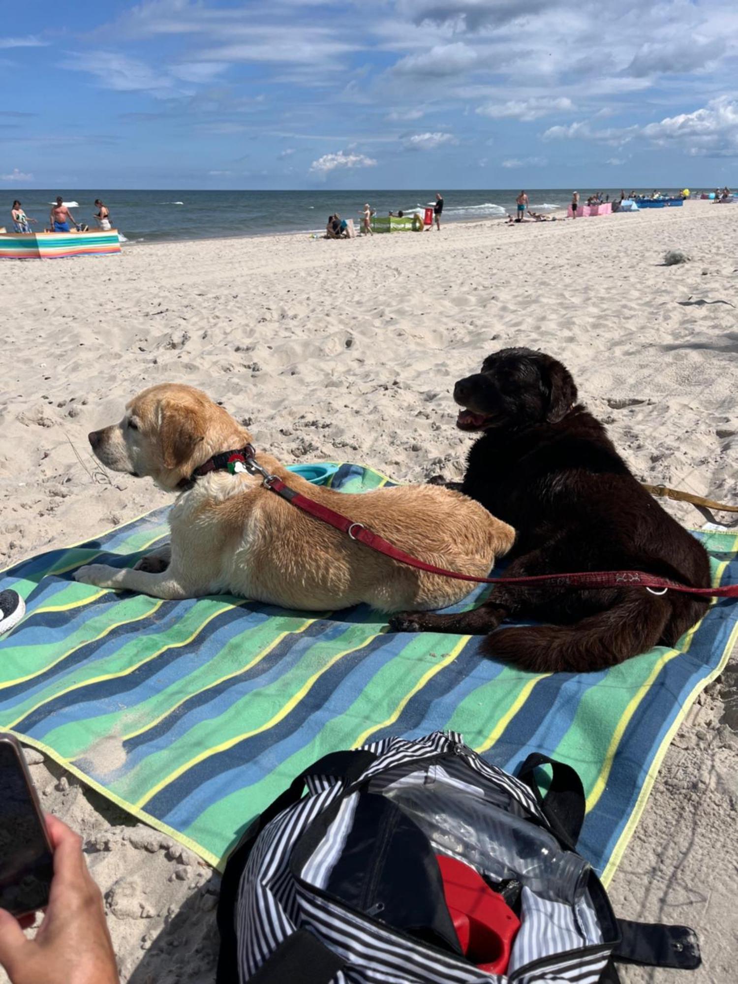 Dogs Welcome! Domek Na Zacisznej Pogorzelica  Eksteriør bilde